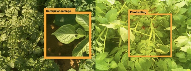 AI in Agriculture_ Examples, Benefits, Challenges-6